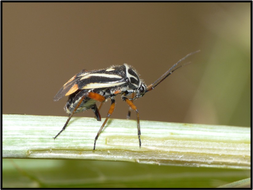 Cosa fa........???? Brachycoleus cf decolor che ovidepone